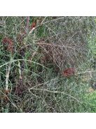 Dísz édeskömény, bronz / FOENICULUM vulgare 'Purpureum'