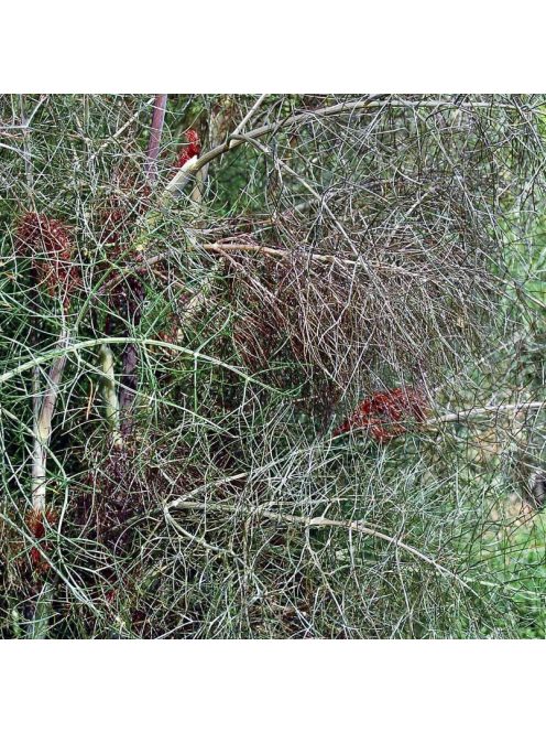 Dísz édeskömény, bronz / FOENICULUM vulgare 'Purpureum'