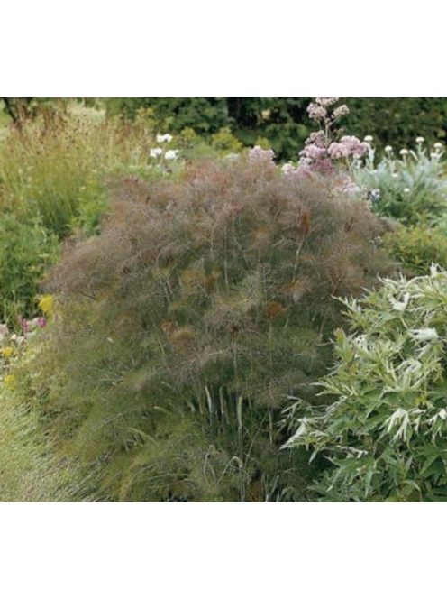 Dísz édeskömény, bronz / FOENICULUM vulgare 'Purpureum'