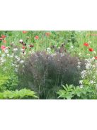 Dísz édeskömény, bronz / FOENICULUM vulgare 'Purpureum'