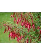 Télálló fuchsia / FUCHSIA magellanica