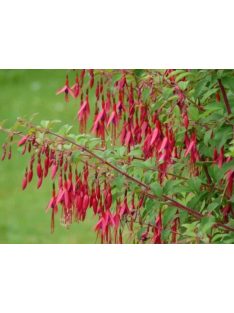 Télálló fuchsia / FUCHSIA magellanica