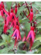 Télálló fuchsia / FUCHSIA magellanica