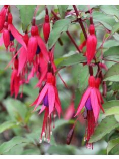 Télálló fuchsia / FUCHSIA magellanica