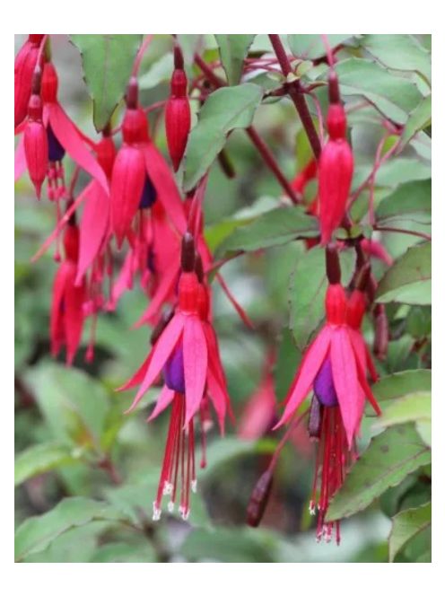 Télálló fuchsia / FUCHSIA magellanica
