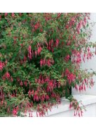 Télálló fuchsia / FUCHSIA magellanica