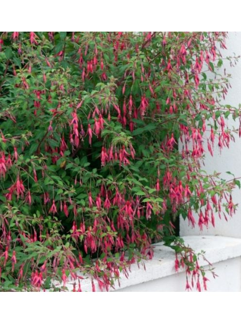 Télálló fuchsia / FUCHSIA magellanica