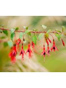 Télálló fuchsia / FUCHSIA magellanica