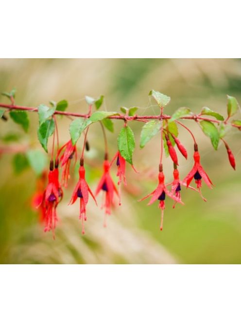 Télálló fuchsia / FUCHSIA magellanica