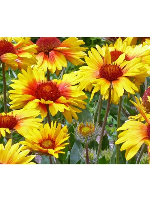 Kokárdavirág / GAILLARDIA aristata 'Amber Wheels'