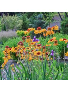   Kokárdavirág / GAILLARDIA aristata 'Amber Wheels'