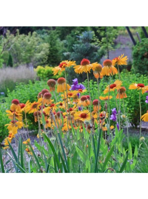 Kokárdavirág / GAILLARDIA aristata 'Amber Wheels'