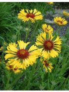 Kokárdavirág / GAILLARDIA aristata 'Amber Wheels'