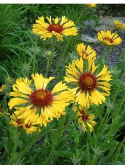 Kokárdavirág / GAILLARDIA aristata 'Amber Wheels'