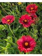 Kokárdavirág / GAILLARDIA aristata 'Burgunder'