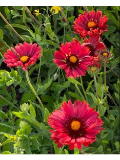 Kokárdavirág / GAILLARDIA aristata 'Burgunder'
