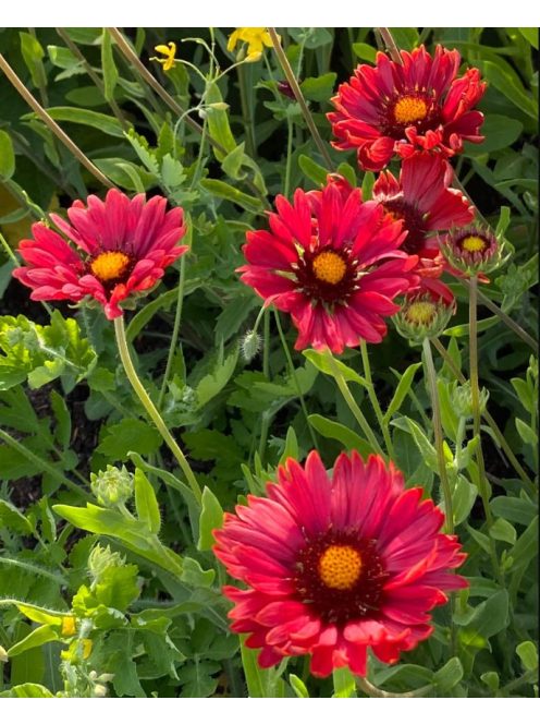 Kokárdavirág / GAILLARDIA aristata 'Burgunder'