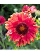 Kokárdavirág / GAILLARDIA aristata 'Burgunder'