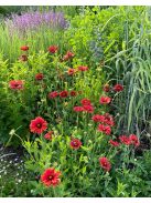 Kokárdavirág / GAILLARDIA aristata 'Burgunder'