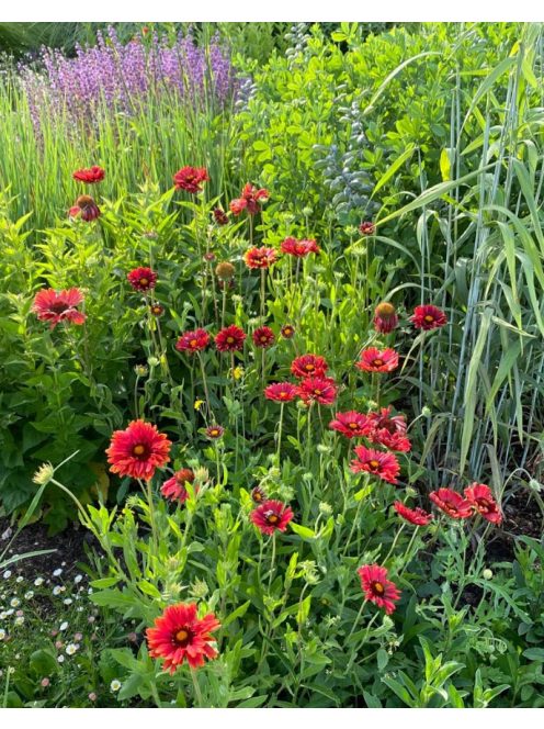 Kokárdavirág / GAILLARDIA aristata 'Burgunder'