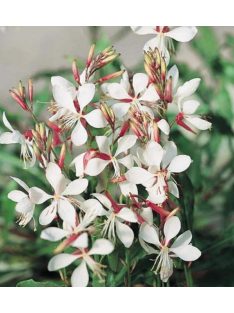 Díszgyertya / GAURA lindheimeri 'Summer Breeze'