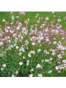 Díszgyertya / GAURA lindheimeri 'Summer Breeze'