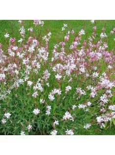 Díszgyertya / GAURA lindheimeri 'Summer Breeze'