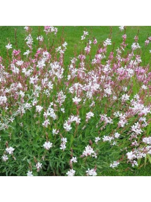 Díszgyertya / GAURA lindheimeri 'Summer Breeze'