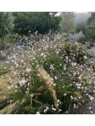 Díszgyertya / GAURA lindheimeri 'Summer Breeze'