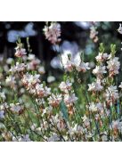 Díszgyertya / GAURA lindheimeri 'Summer Breeze'