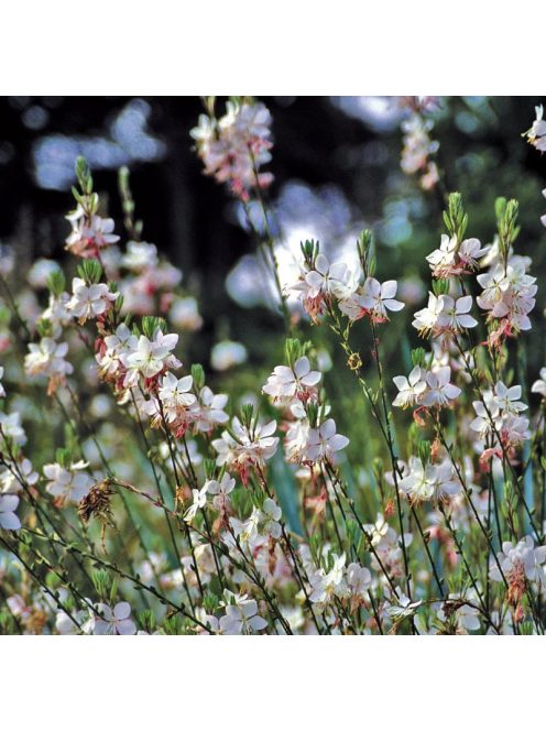 Díszgyertya / GAURA lindheimeri 'Summer Breeze'