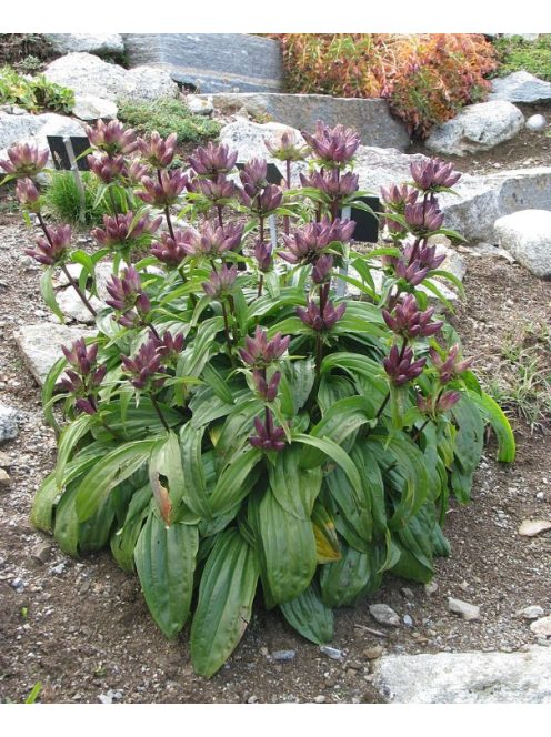 Magyar tárnics / GENTIANA pannonica