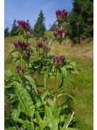 Magyar tárnics / GENTIANA pannonica