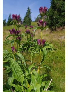 Magyar tárnics / GENTIANA pannonica