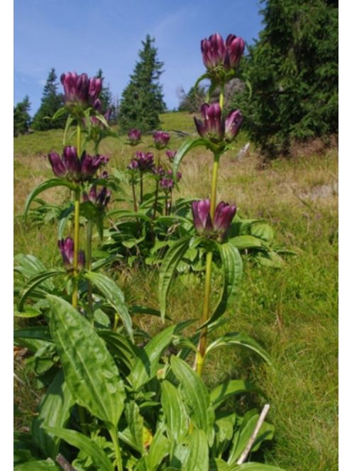 Magyar tárnics / GENTIANA pannonica