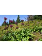 Magyar tárnics / GENTIANA pannonica