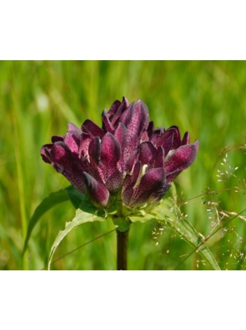 Magyar tárnics / GENTIANA pannonica