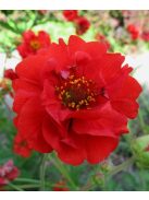 Chilei gyömbérgyökér / GEUM chiloense 'Feuerball'