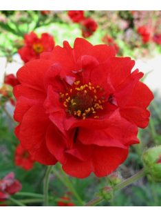   Chilei gyömbérgyökér / GEUM chiloense 'Feuerball'
