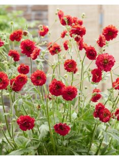   Chilei gyömbérgyökér / GEUM chiloense 'Feuerball'