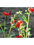 Chilei gyömbérgyökér / GEUM chiloense 'Feuerball'