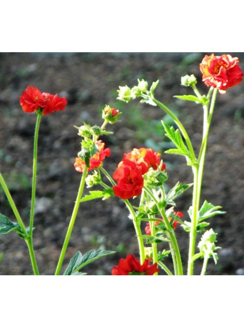 Chilei gyömbérgyökér / GEUM chiloense 'Feuerball'