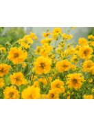Chilei gyömbérgyökér / GEUM chiloense 'Goldball'