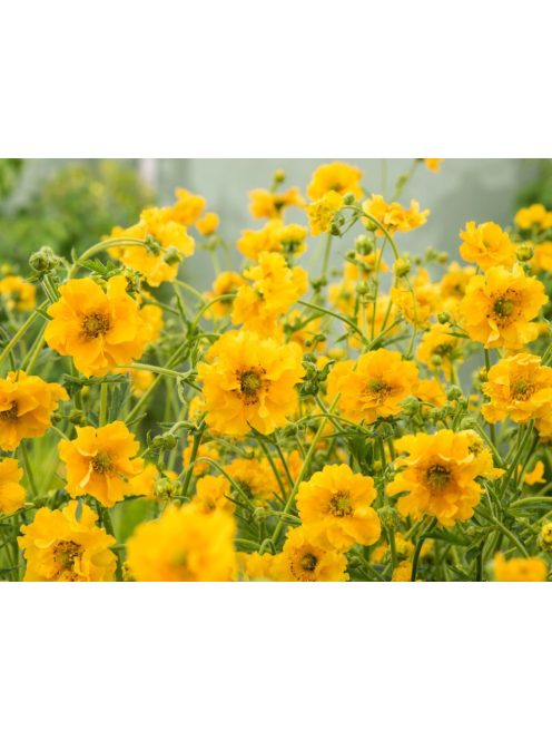 Chilei gyömbérgyökér / GEUM chiloense 'Goldball'