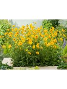 Chilei gyömbérgyökér / GEUM chiloense 'Goldball'