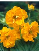 Chilei gyömbérgyökér / GEUM chiloense 'Goldball'