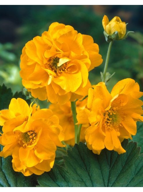 Chilei gyömbérgyökér / GEUM chiloense 'Goldball'