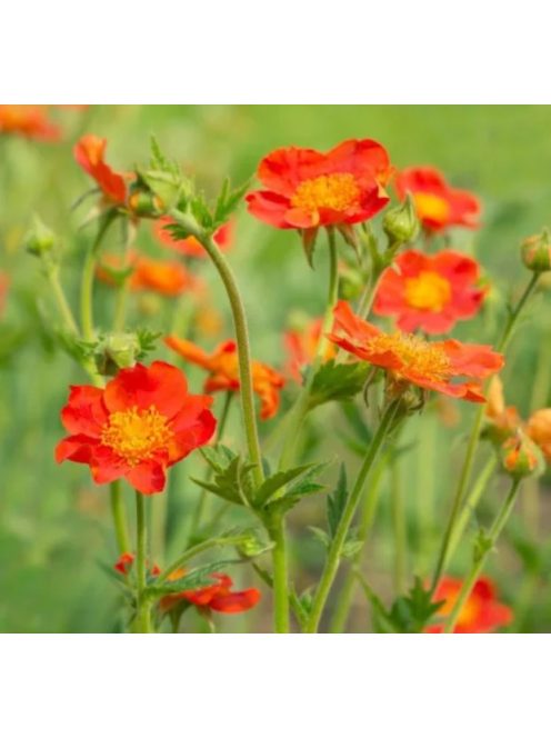 Skarlátvörös gyömbérgyökér / GEUM coccineum 'Koi'