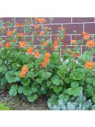 Skarlátvörös gyömbérgyökér / GEUM coccineum 'Koi'