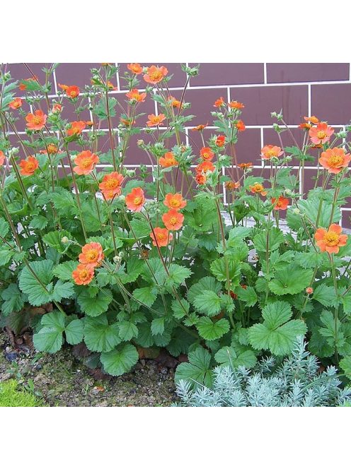 Skarlátvörös gyömbérgyökér / GEUM coccineum 'Koi'